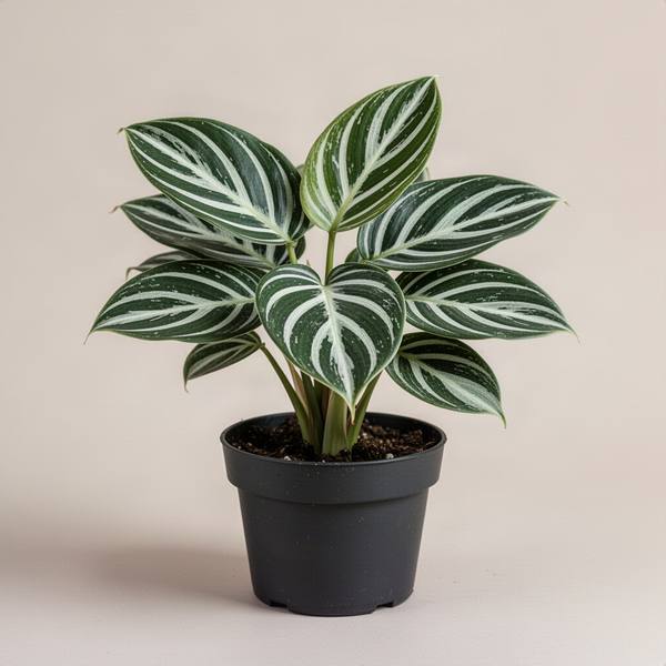 Philodendron Birkin