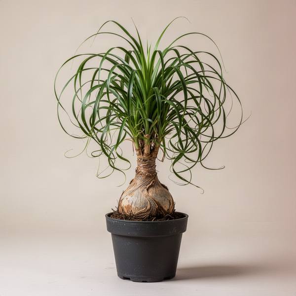 Ponytail Palm