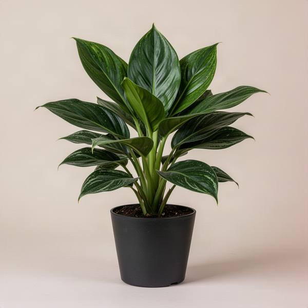 Green Aglaonema