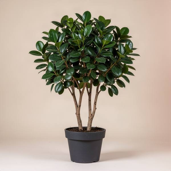 Ficus Panda
