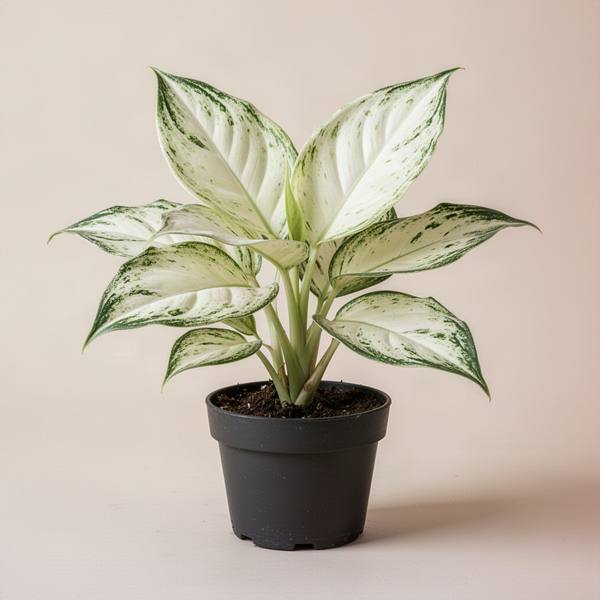 Aglaonema White