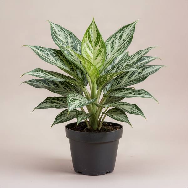 Aglaonema (Chinese Evergreen)