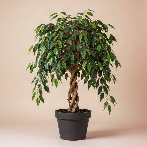 Ficus Benjamina (Weeping Fig)