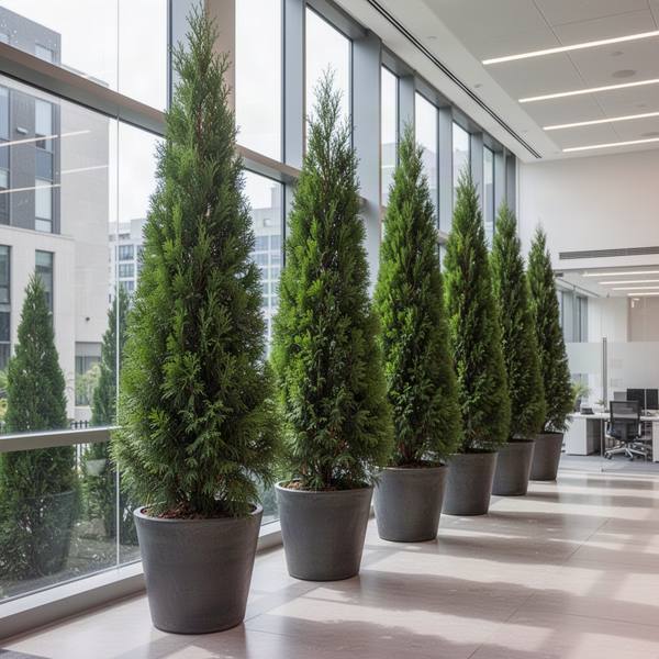 Cypress