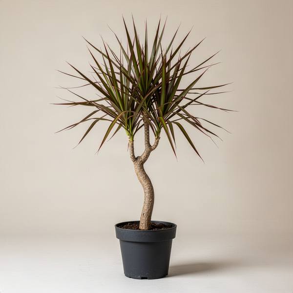 Dracaena Marginata (Dragon Tree)