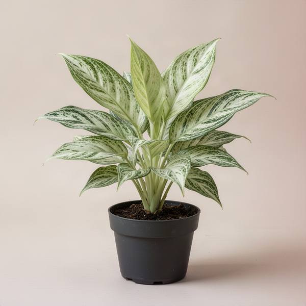 Aglaonema Butterfly