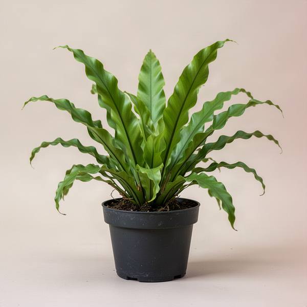 Bird's Nest Fern