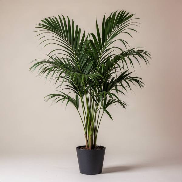 Kentia Palm