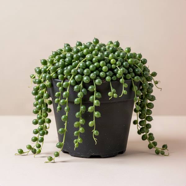 String of Pearls