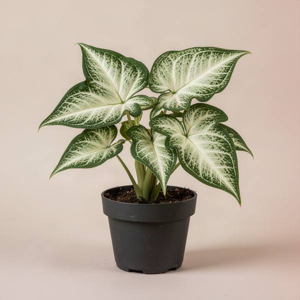 Syngonium (Arrowhead Plant)