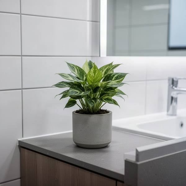 Planters & Pots showcase photo 4