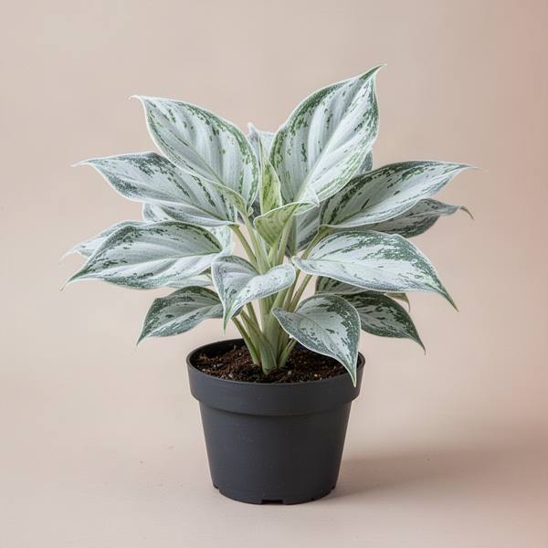 Aglaonema Ice