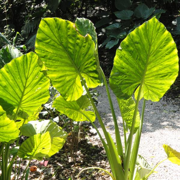 Alocasia (Elephant Ear)