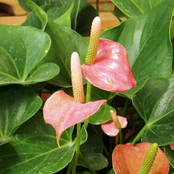 Anthurium