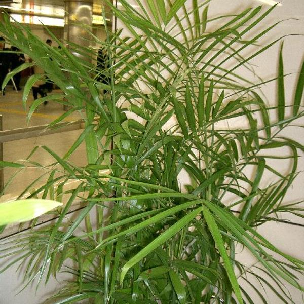Bamboo Palm