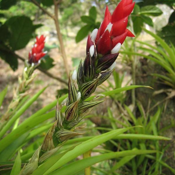 Bromeliad