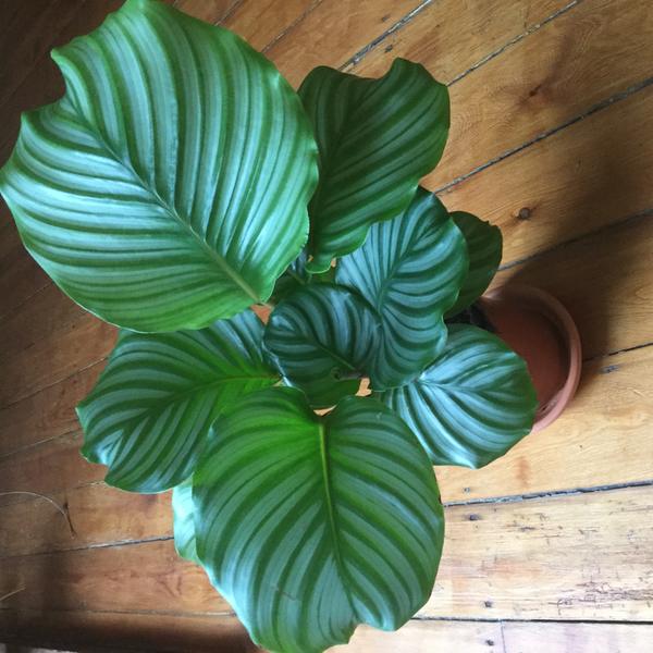 Calathea