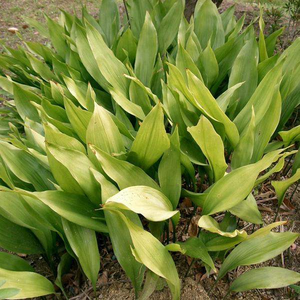 Cast Iron Plant