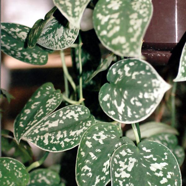 Ceylon Creeper