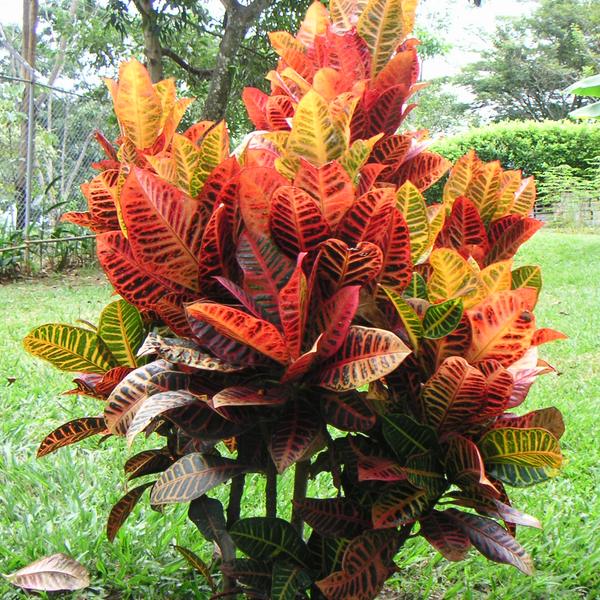 Croton