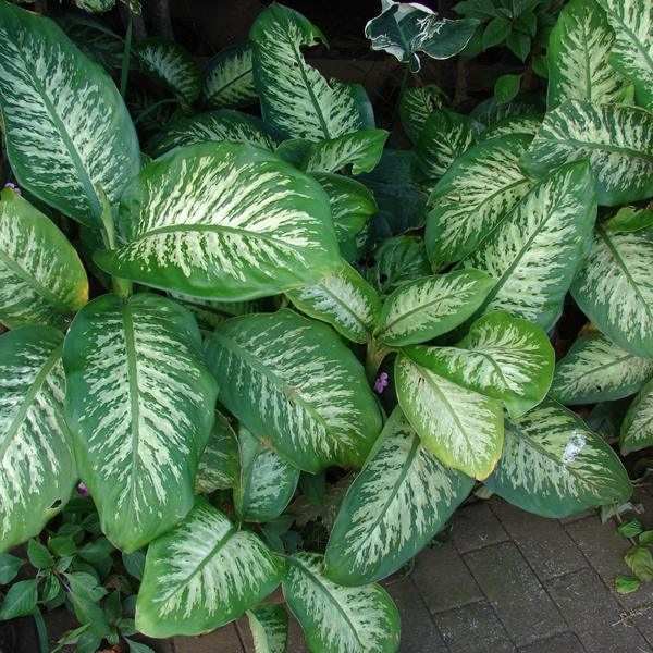 Dieffenbachia (Dumb Cane)
