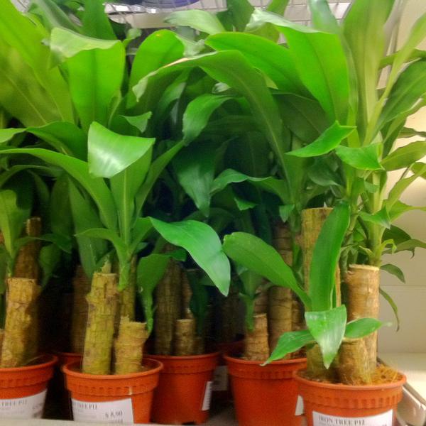 Dracaena Compacta