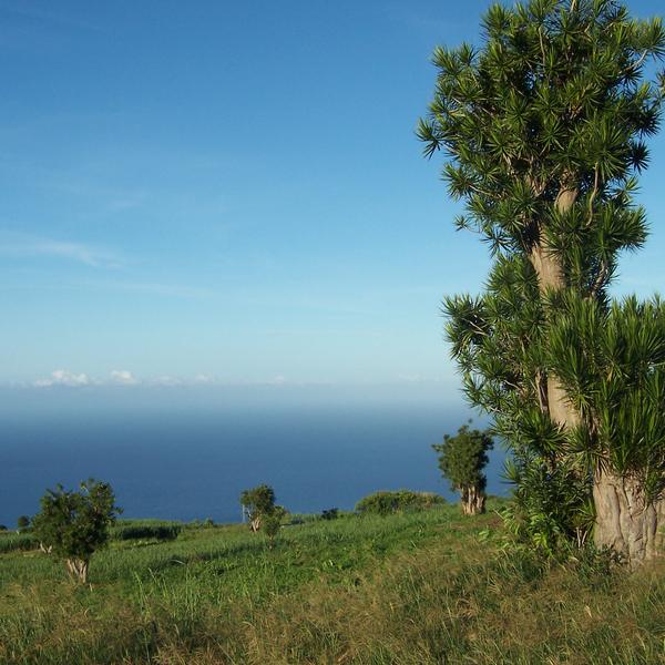 Dracaena Song of India