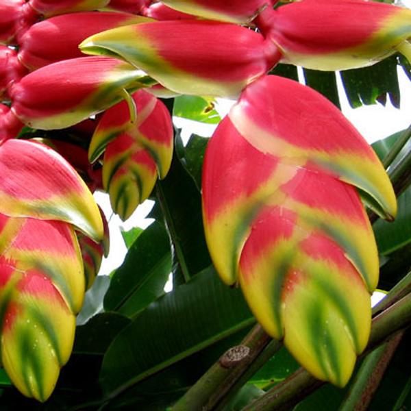 Heliconia
