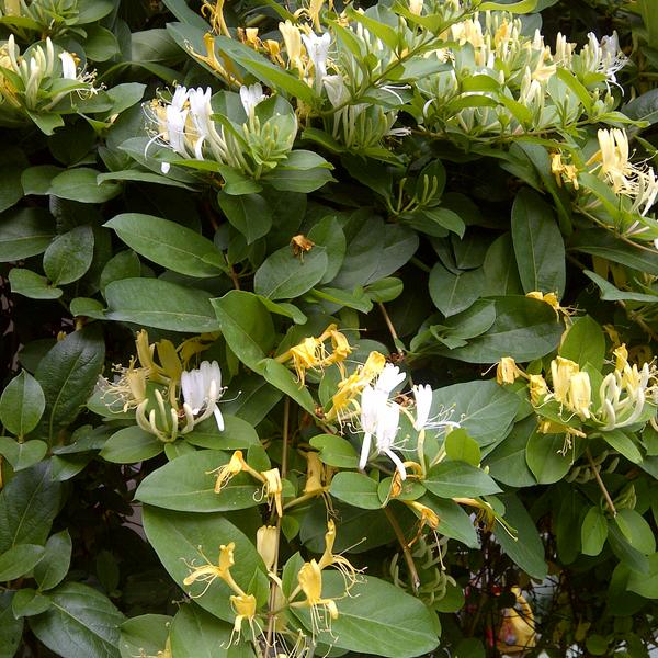 Honeysuckle