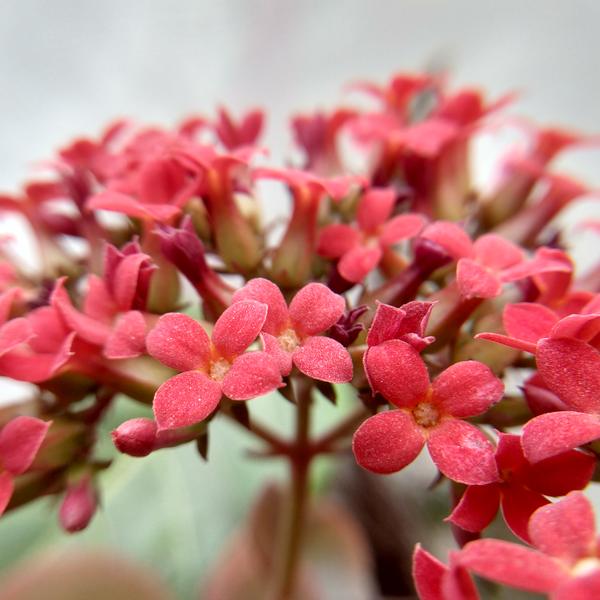 Kalanchoe