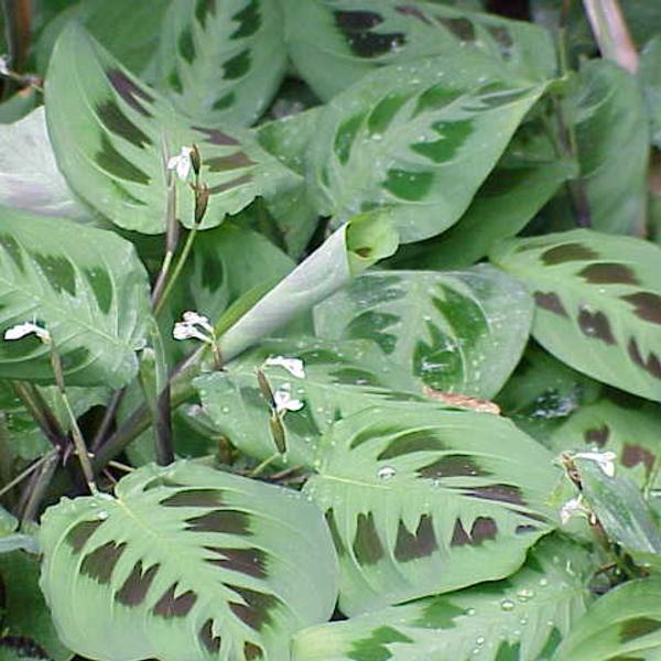 Maranta (Prayer Plant)
