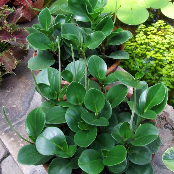 Peperomia