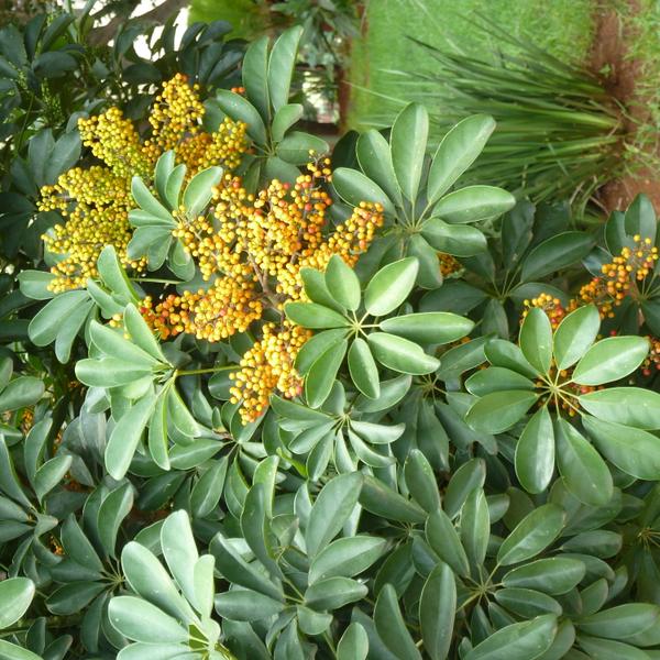 Schefflera (Umbrella Plant)